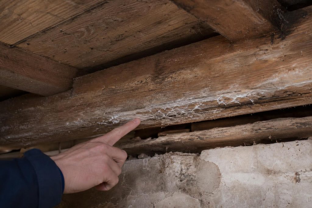 apprenez à identifier les premiers signes de mérule dans votre habitation pour intervenir rapidement et éviter des dégâts importants.