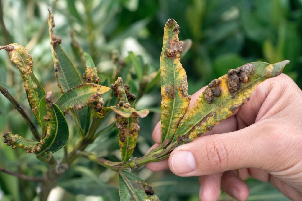 découvrez comment reconnaître la gale du laurier-rose grâce à une photo explicative claire et détaillée. apprenez à identifier les symptômes pour mieux protéger vos plantes.